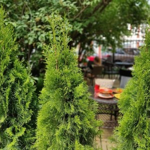 Фотография restaurant РЕСТОРАН-САД ПАХЛАВА