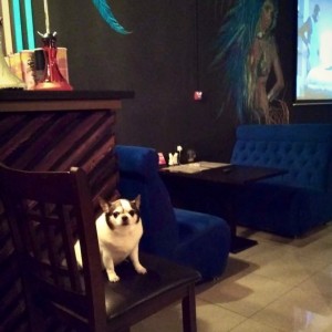 Фотография hookah bar Arizona Lounge